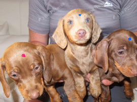 Dachshund