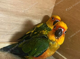 Hand reared sun conures