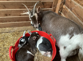 Pygmy Goats