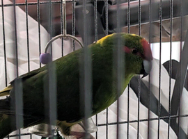 Bonded pair of kakariki
