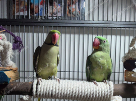 Bonded pair of alexandrian parrots
