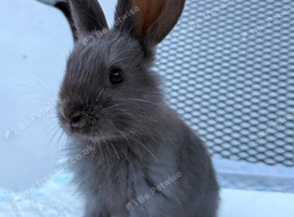 Continental Giant X New Zealand White Bunnies