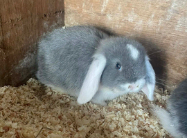Mini lop ears males only