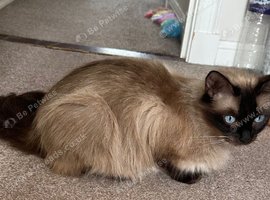 Ragdoll girl