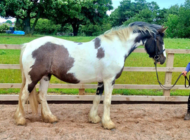 Welsh part bred 14.2hh mare