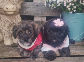 Adorable Pugapoo puppies