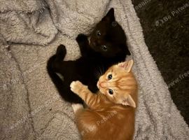 4 Kittens for sale ready 16th of Aug