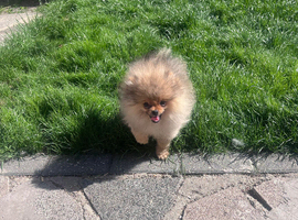 Top Quality Boy