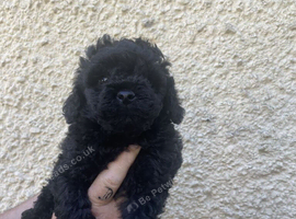 Hungarian puli cross miniature poodle