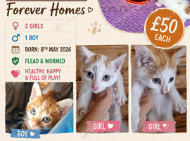 3 kittens ginger and white for sale