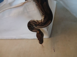Ball python black pastels /cinnamon