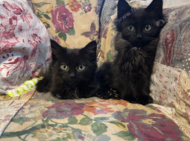 Beautiful Ragdoll cross kittens
