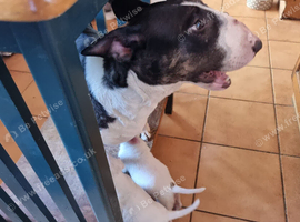 Bullterrier pups