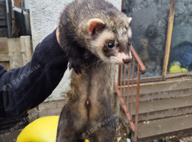 Ferrets looking for new home