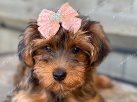 YorkiepooREDUCED