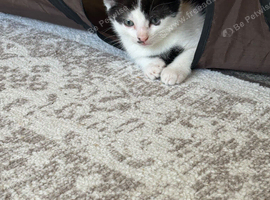 2 gorgeous black and white boy kittens for sale