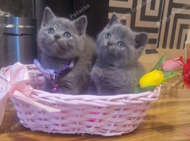 British shorthair kittens for sale