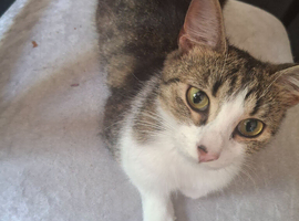 Short haired mixed breed cat