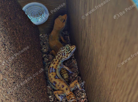2 leopard geckos and tank