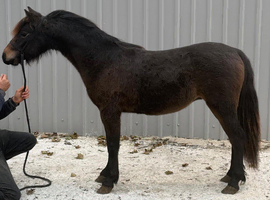 Registered Dartmoor yearling gelding