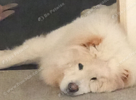 Gorgeous white chow chow