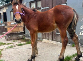 Welsh d filly