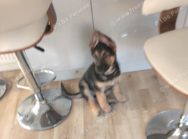 German shepherd puppy male