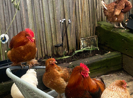 Cockerel