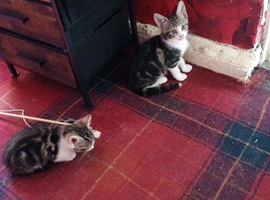 Female kitten's