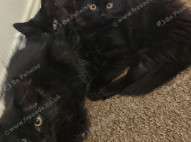 Kittens looking for their forever home