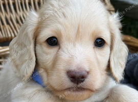 Cream long hair miniature Dachshund