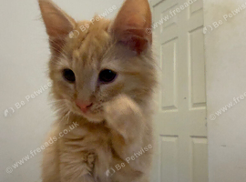Custard the kitten