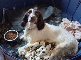 Working L&W springers