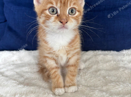 Beautiful ginger kitten
