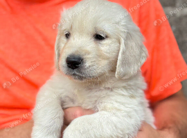 Beautiful golden retriever babies