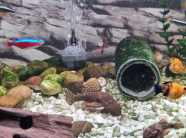 Balloon mollies, Minnie mouse platties, bristle nose plecs,assassin snails