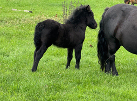 Exceptional, traditional Shetland Standard Colt