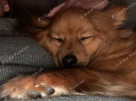 4 year old girl
