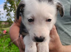 Border collie puppies