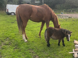 SPSBS reg mini shetland colt