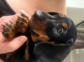Fully vaccinated miniature dachshund puppies
