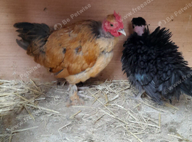 Necked neck bantam chickens
