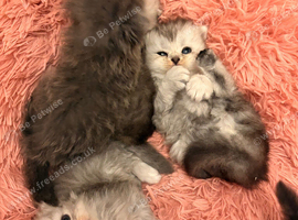 6 x beautiful Scottish fold kittens