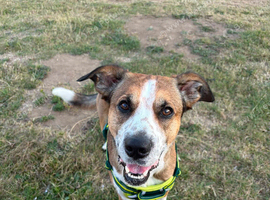 Rio 4yr old male