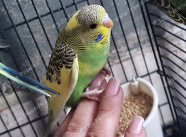Baby budgies 2026