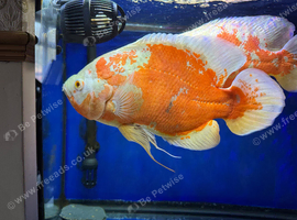 OSCAR FISH