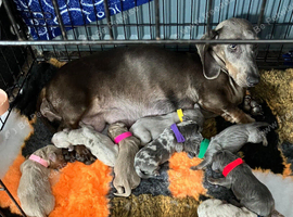 Miniature dachshunds