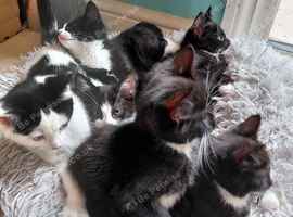 4 girls black and white kittens born 3rd Aug 2026