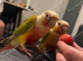 Pineapple Conure Pair - Male & Female - 18 Months Old