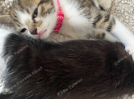 Kitten for sale
